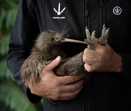 In Wellington, a large brown kiwi from the North Island is being prepared for release.