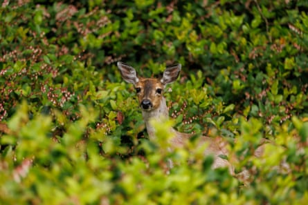 A deer stands in shrubs