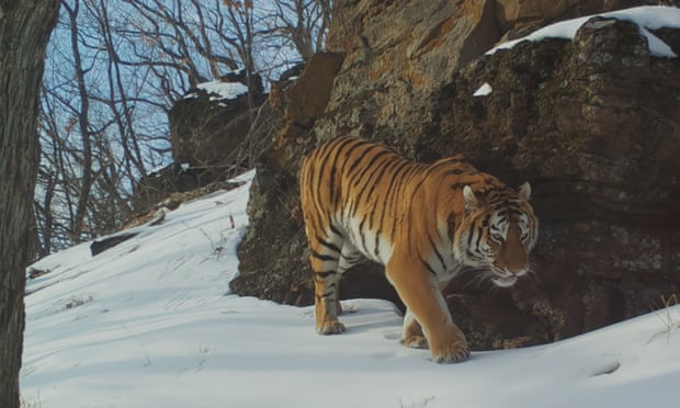 Perfect predator … A Siberian tiger roams the forest.
