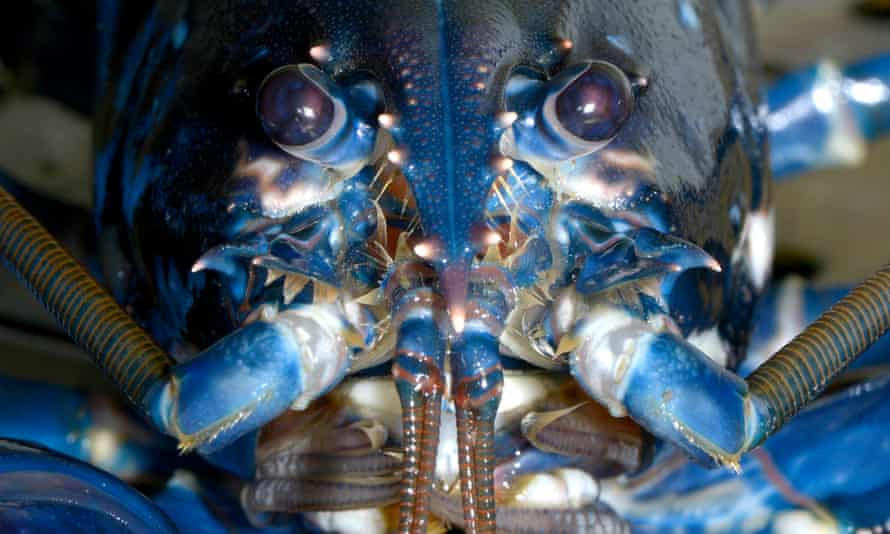 'Yes lobsters have serotonin-based reward systems like humans – but they also urinate out of their faces'