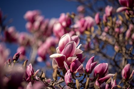 primer plano, de, magnolia, flores