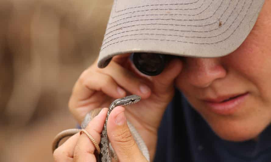 Paula A Castaño with a Floreana racer snake