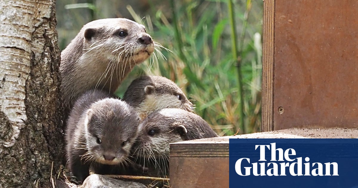 Scientists use food puzzles to show how otters learn from each other |  Animal behaviour | The Guardian