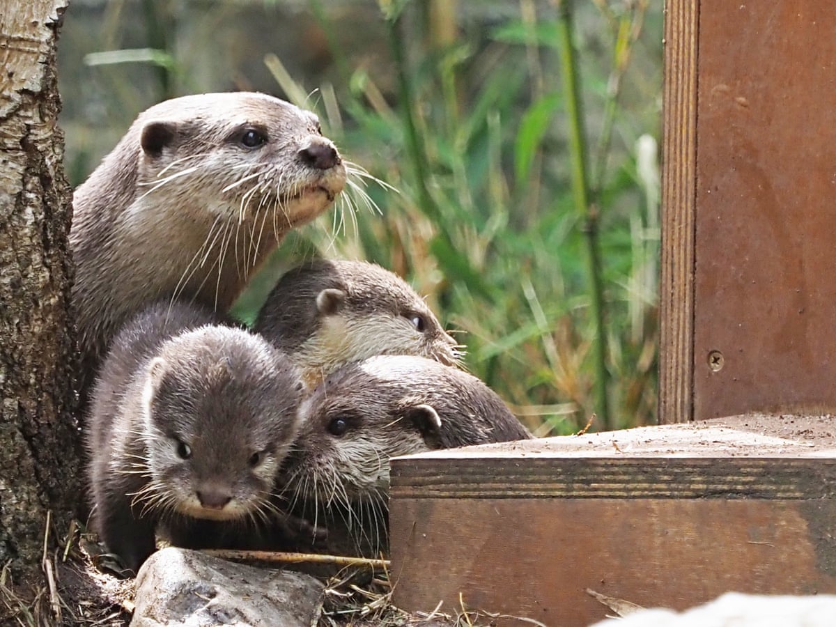 Scientists use food puzzles to show how otters learn from each other | Animal behaviour | The Guardian Scientists use food puzzles to show how otters learn from each other | Animal behaviour | The Guardian