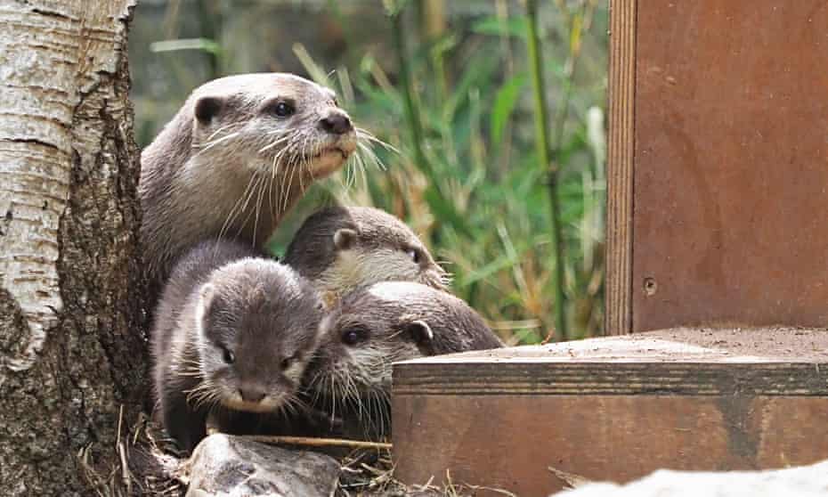 Asian short-clawed otter and pups