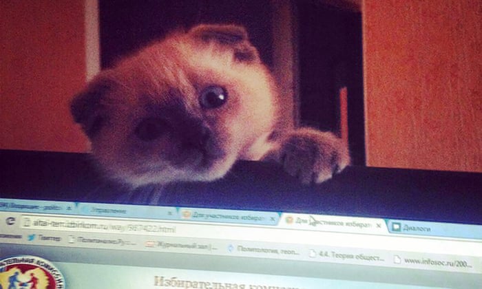 Siberian City May Elect Cat For Mayor