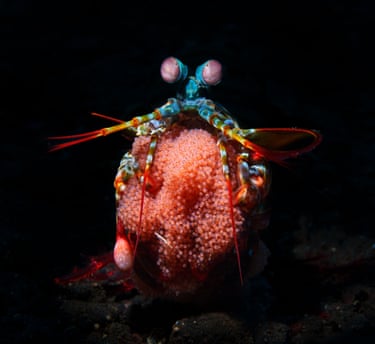 A blue shrimp holds a large clutch of red eggs