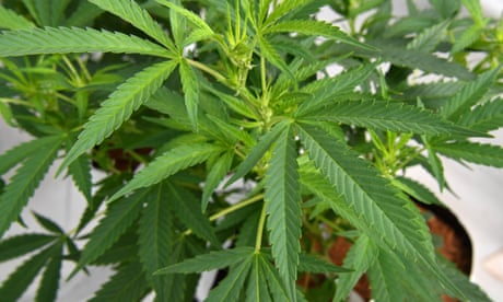 New Zealand's rejection of legalising cannabis is a triumph for  fear-mongering | Fiona Hutton | The Guardian