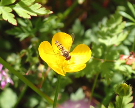 A marmalade hoverfly (Episyrphus balteatus).
