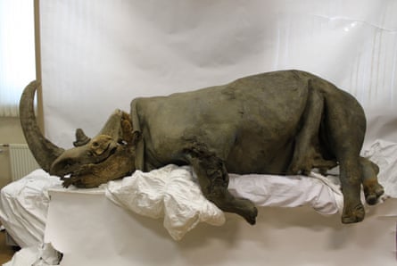 Preserved woolly rhino.