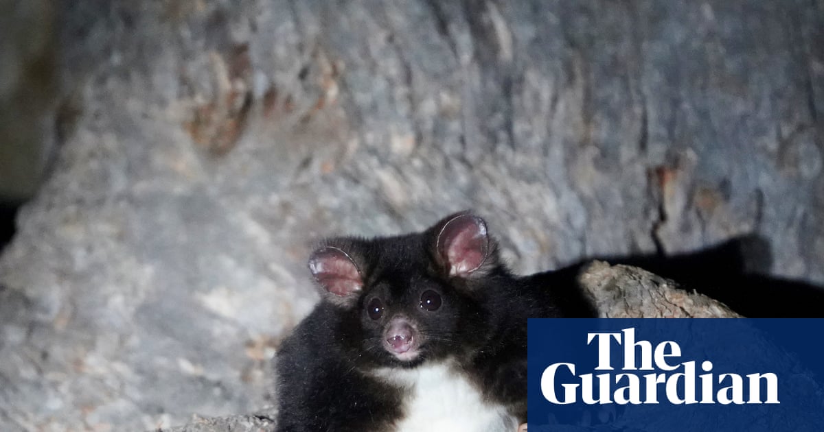 Former NSW Labor minister condemns Forestry Corporation after greater glider ‘den trees’ found at planned logging site