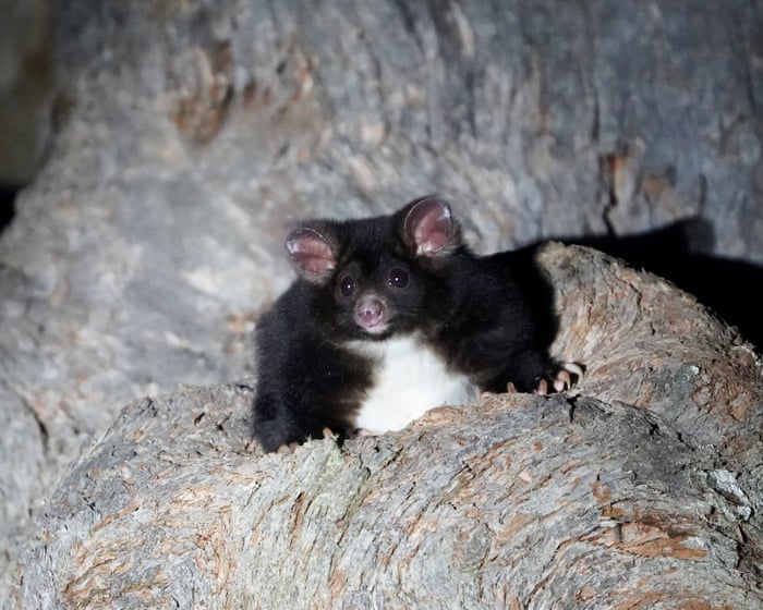 Former NSW Labor minister condemns Forestry Corporation after greater glider ‘den trees’ found at planned logging site