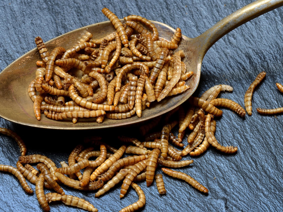 Chinese People Eating Bugs