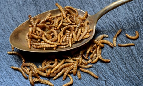 Mealworms, the larval form of the yellow mealworm beetle, have been cooked with sugar by researchers who found that the result is a meat-like flavoring.