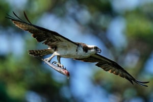 An osprey flies with a half-eaten fish in its talons above the Lynnhaven River, Virginia Beach, US