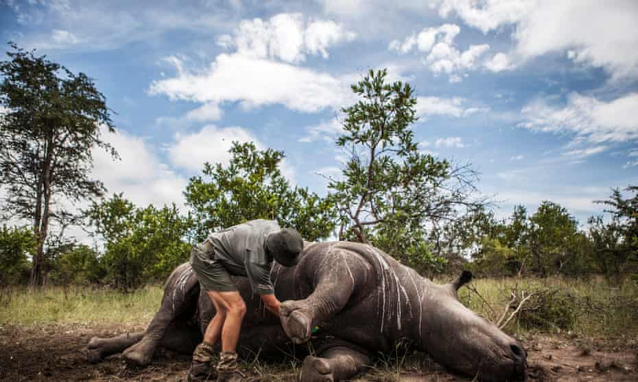 South Africa has seen a record surge in rhino poaching.