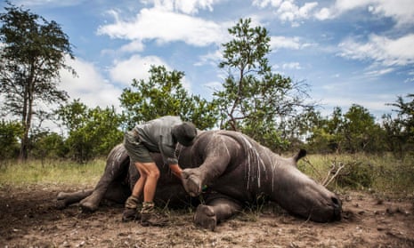 The carcass of a rhino killed for its horn being prepared for postmortem, in Kruger National Park, South Africa, 4 February 2015. 