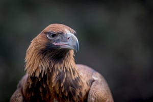 An Australian wedge-tailed eagle