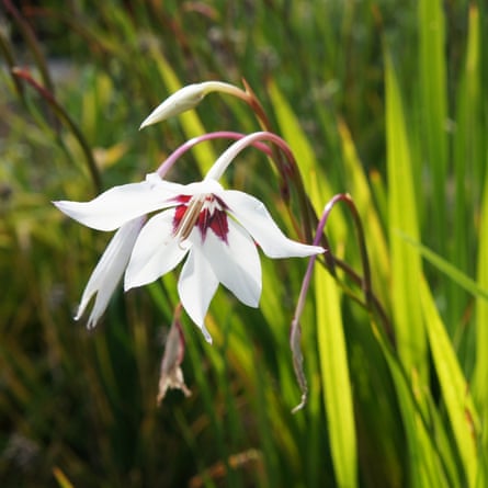 Acidanthera or gladiolus murielae white and purple flowers with green
