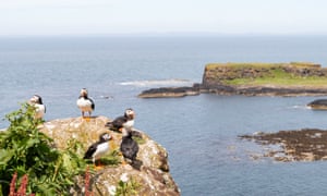 Puffins on Lunga, one of the Treshnish Isles.