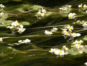 Blooming ottelia acuminata on the Yangtze river in Du’an Yao autonomous county, China. Ottelia acuminata is an aquatic species endemic to China.