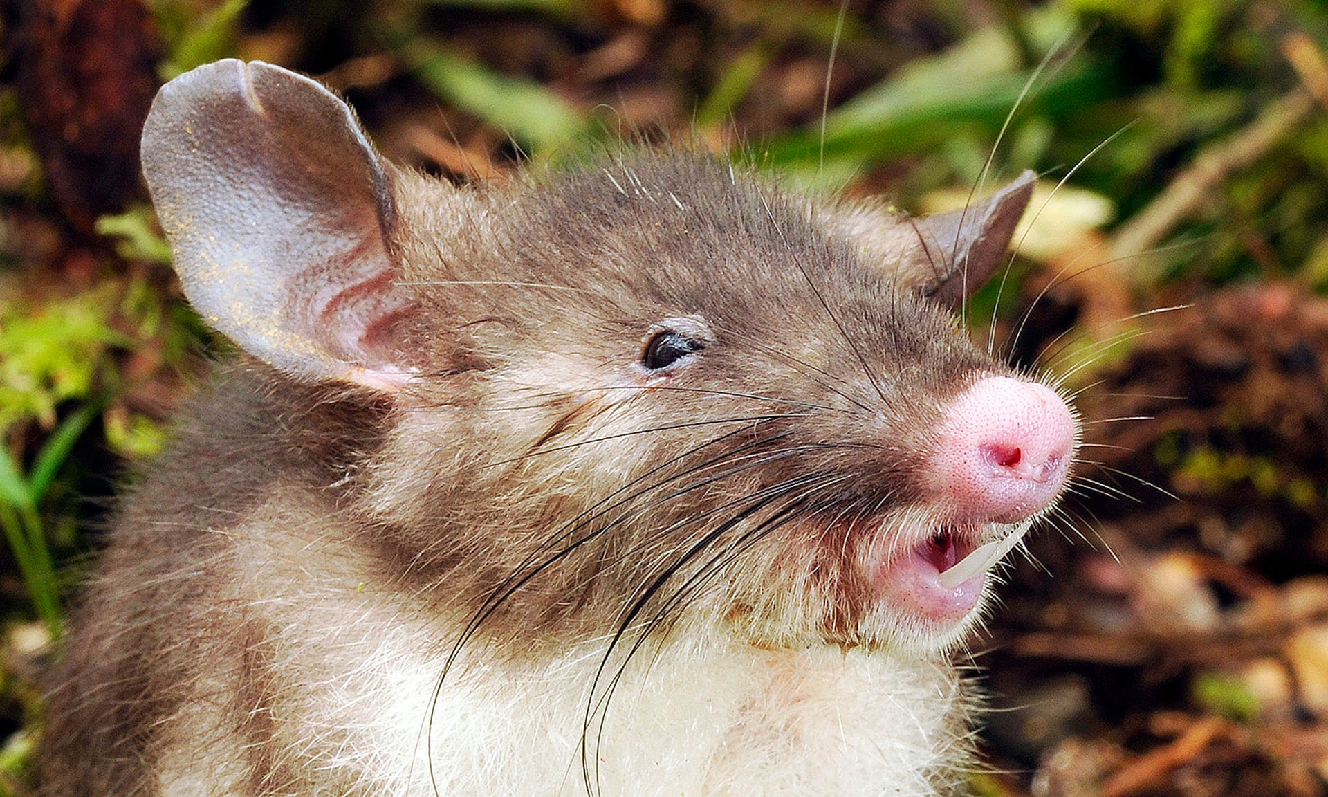 New species of 'hog-nosed' rat discovered in Indonesia - Focusing on