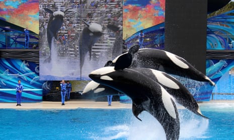 SeaWorld fights to restore its image as shares sink in the wake of ...