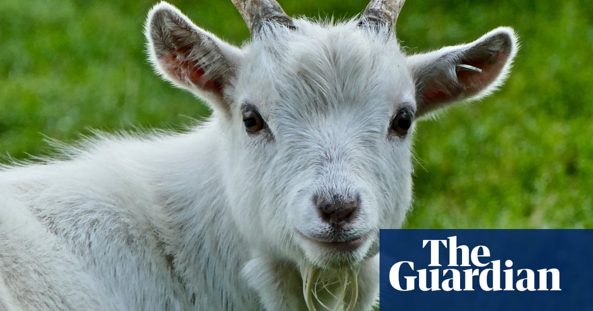 Mexico zoo chief accused of ordering pygmy goats to be killed and cooked for party