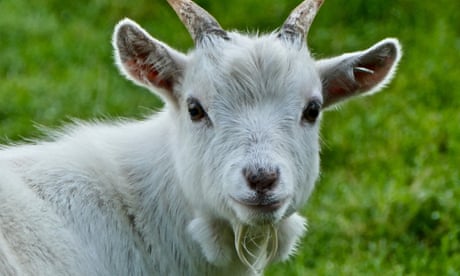 Mexico zoo chief accused of ordering pygmy goats to be killed and cooked for party