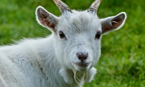 a Pygmy goat
