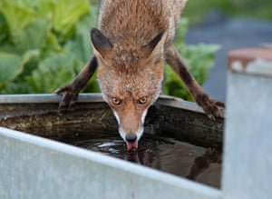 A fox drinking at a water trough in an allotment in north London. Read more about Matt Maran's best shot.