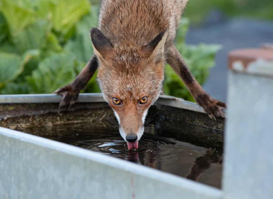 'Those amber eyes are just so beautiful' ... the fox that took Maran by surprise.