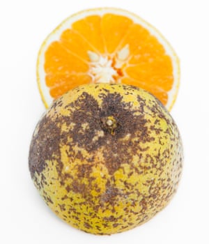 An orange with spots.