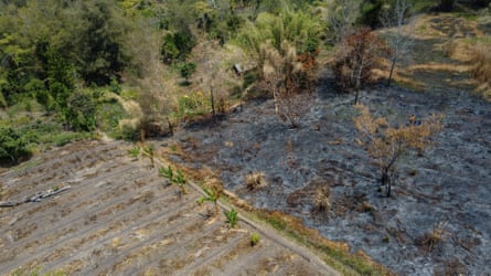 A failed harvest of a tomato cash crop and a field of plantains where there was an unplanned burn.