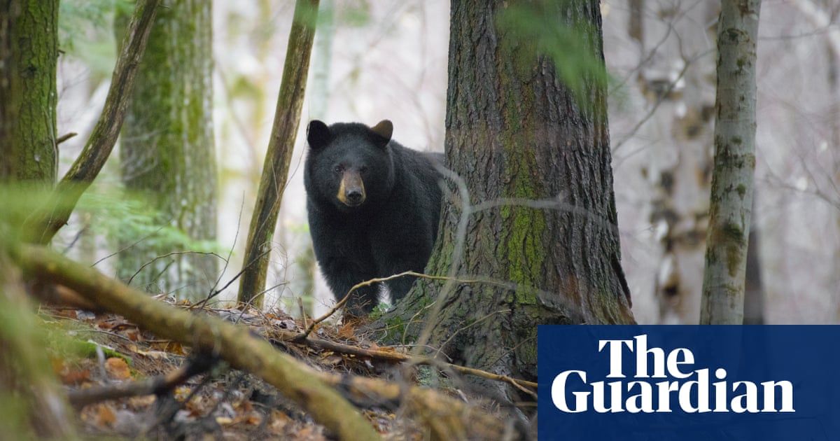 Canadian Conservation Officer Fired For Refusing To Kill Bear Cubs