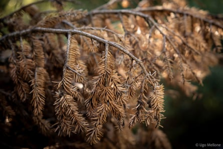 A dead branch of a fir tree.