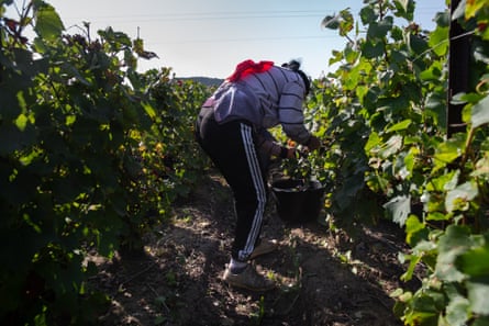 A women working in a vineyard