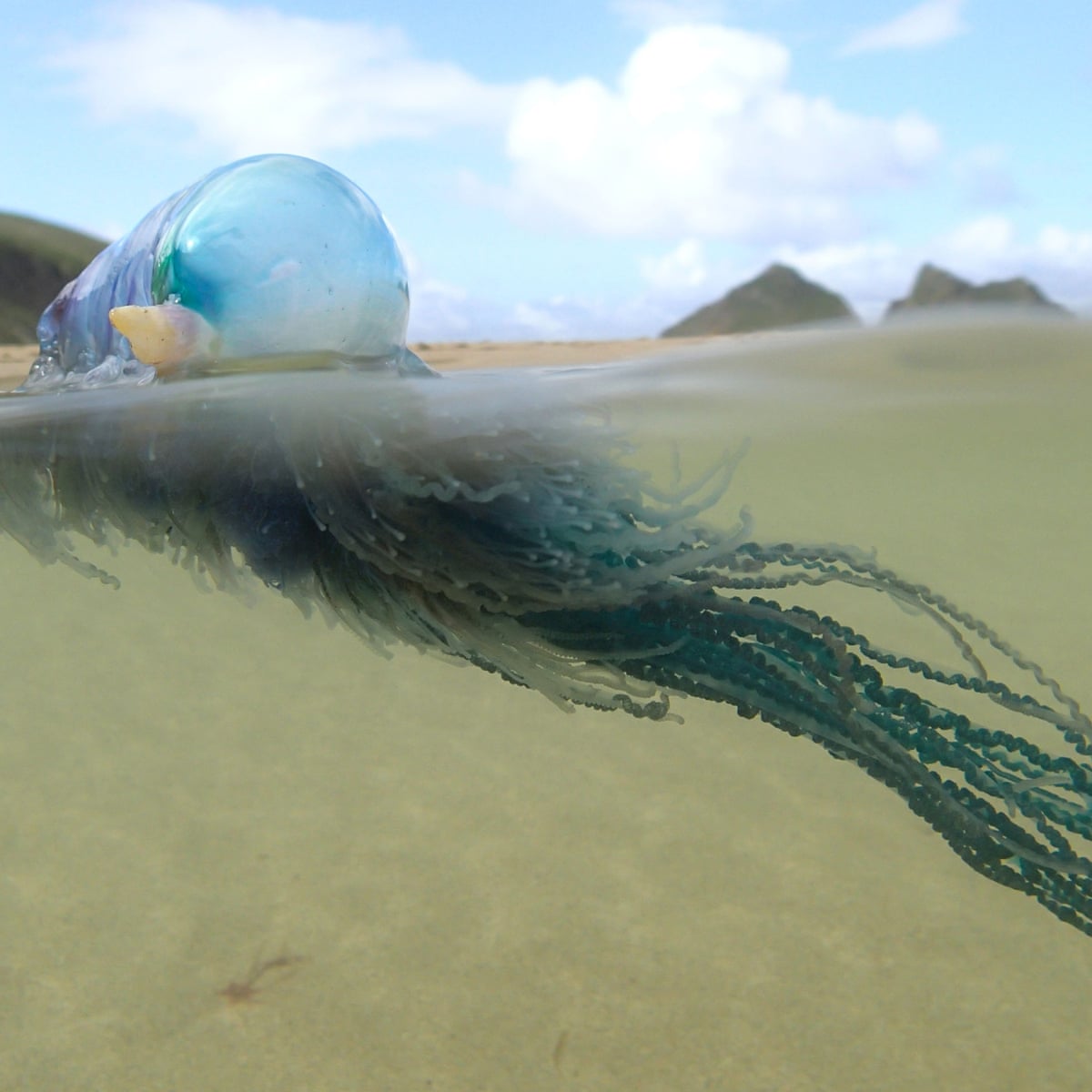 Portuguese Men O War Wash Up On Cornish Coast In Large Numbers Cornwall The Guardian Portuguese Men O War Wash Up On Cornish Coast In Large Numbers Cornwall The Guardian