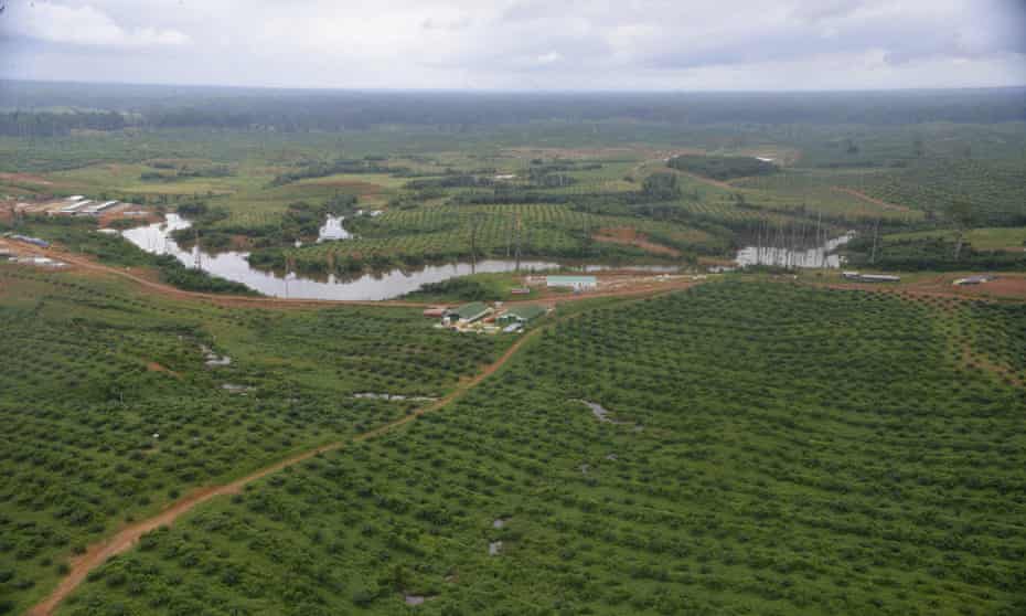 An oil palm plantation in Kango, Gabon
