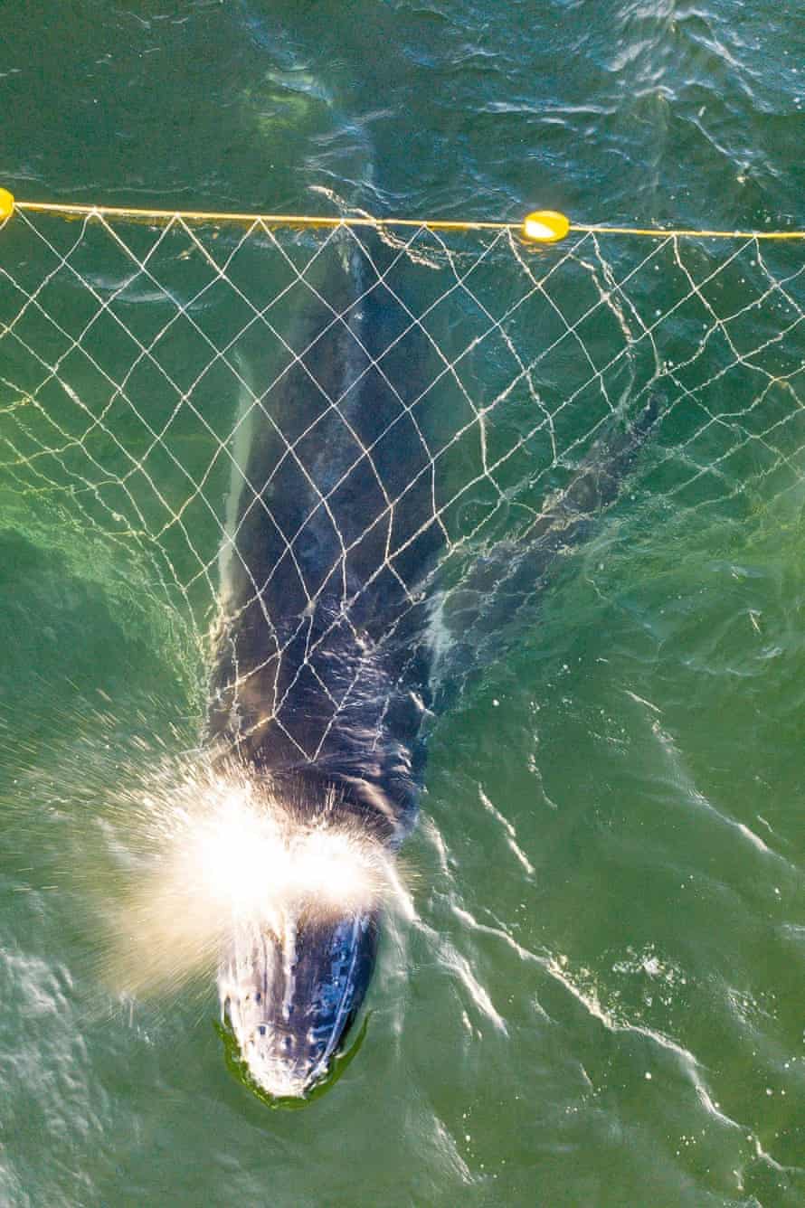 A whale caught in a shark net at Burleigh Heads.