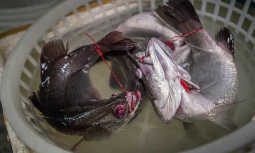 Tethered fish in a market in Taipei, Taiwan