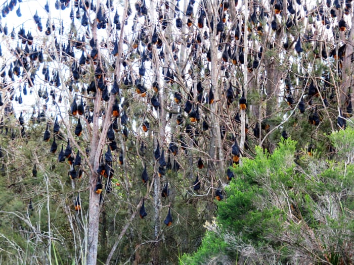 It Smells So Bad You Can Taste It Bats Plague Australian Tourist Town World News The Guardian