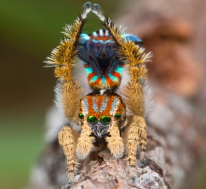 Maratus Unicup, which was discovered by Jurgen Otto in October 2017