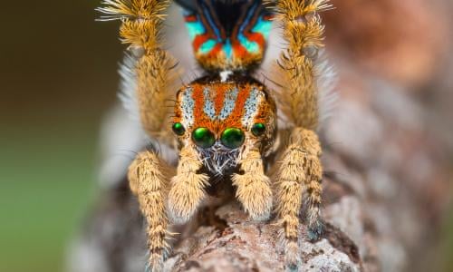 Three new spider species discovered in alpine Australia during Bush Blitz expedition - ABC News