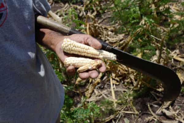 Damaged corn in rural Choluteca, Honduras