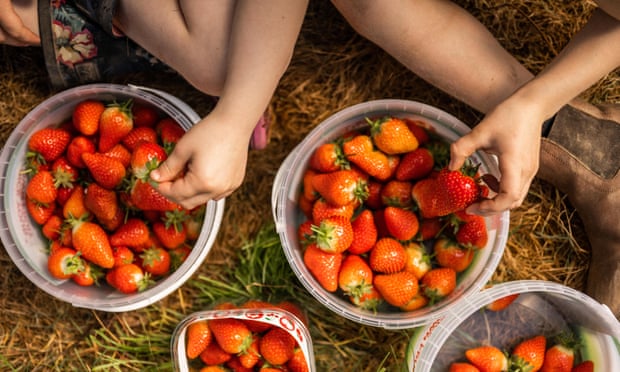 Lifton Strawberry fields