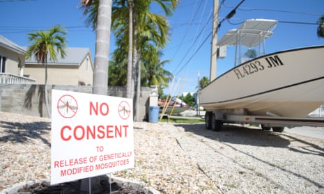 The prospect of getting rid of the disease-carrying pest not enough to ease neighborhood’s concerns as ‘NO CONSENT’ signs are everywhere in Key West, Florida.