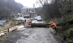 An ash tree felled at Hardcastle Crags in West Yorkshire.