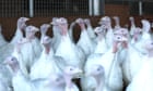 ‘A possible extinction event’: the UK’s worst bird flu outbreak – podcast
