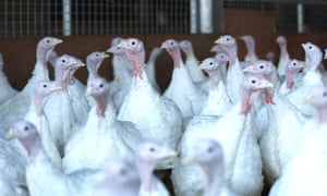 Bird keepers have been required to keep livestock inside to minimise the risk of transmission of avian flu from the wild bird population. Photograph: Nathan Stirk/Getty Images